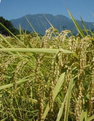 �R�V�q�J�����