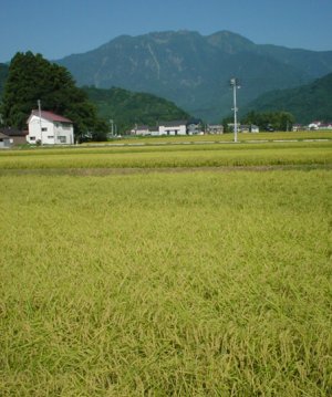 田園