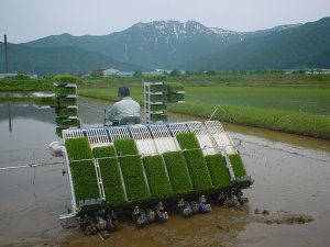 田植え風景
