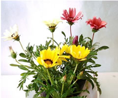 今月の花は